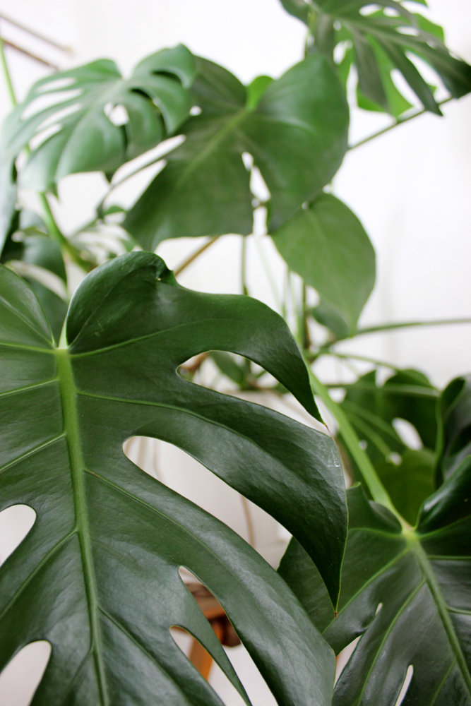 Monstera emma mendel kreativstdio